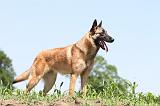 MALINOIS 698